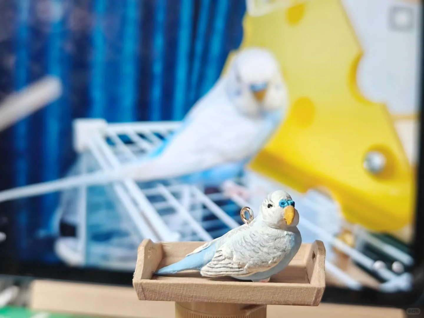 客订展示｜皮皮两只