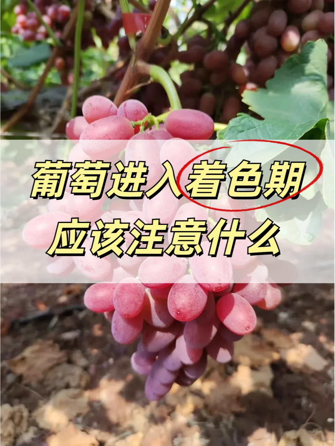 葡萄进入着色期应该注意什么