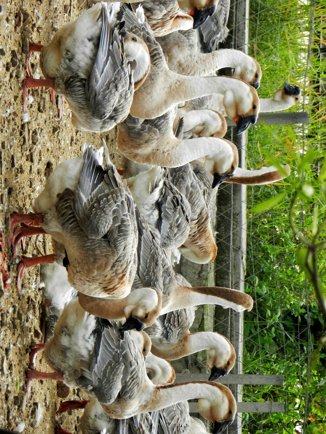 潜入澄海狮头鹅养殖场!