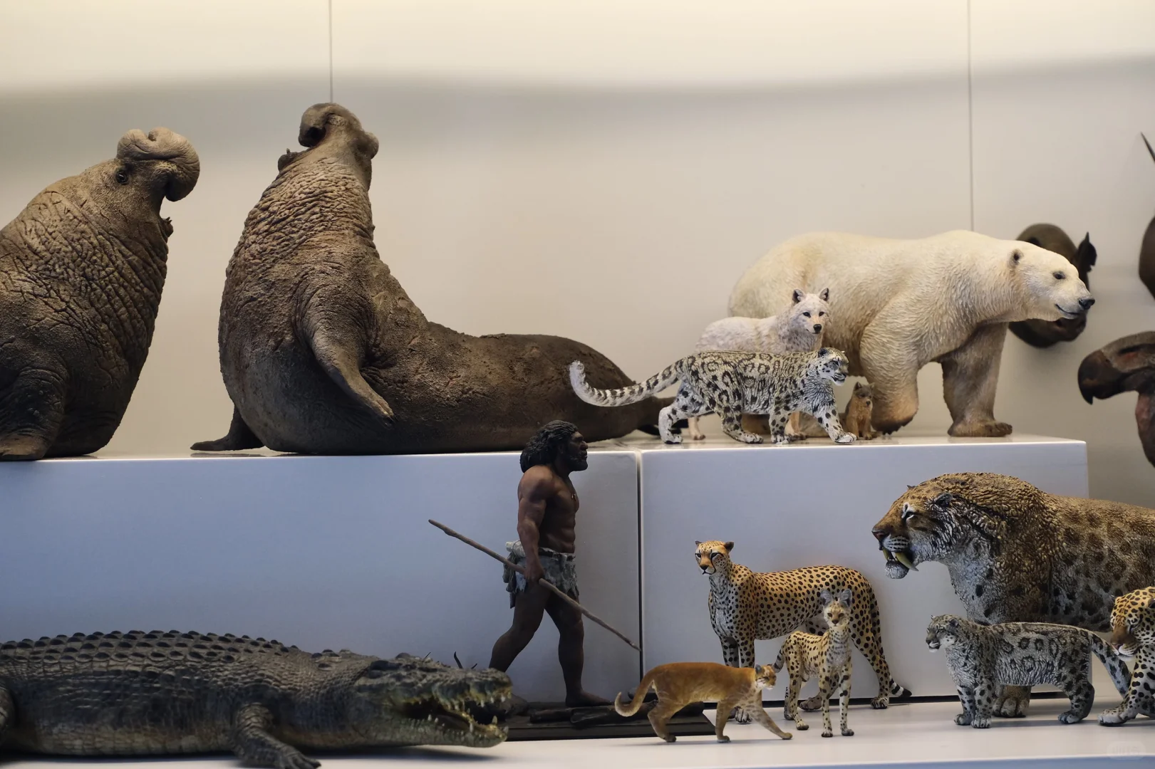 1:15动物模型一些收藏