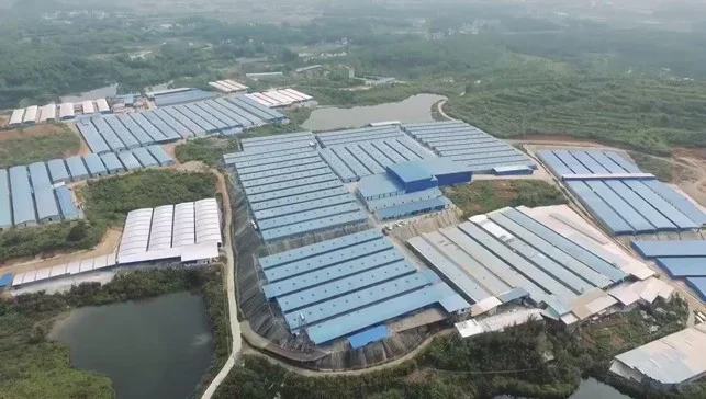 盒马鲜生|中山石岐乳鸽