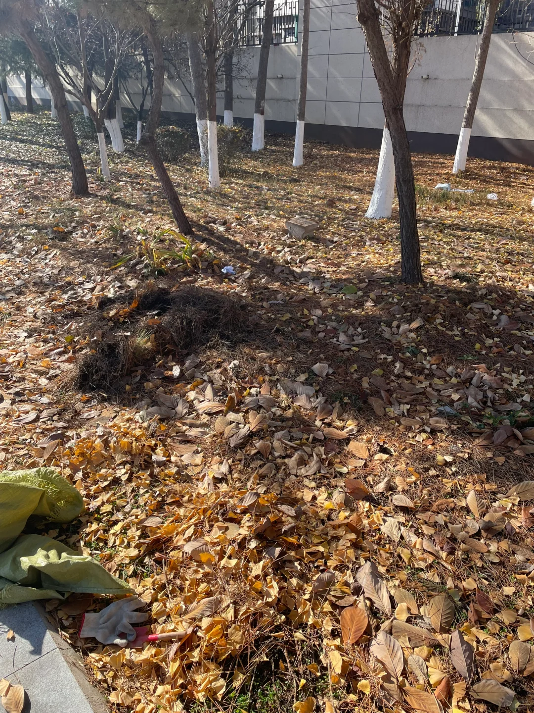 堆肥初体验，这样能成功吗