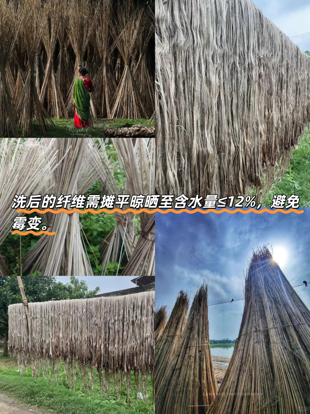 黄麻“变形记”|黄麻从收割到成品的全流程揭