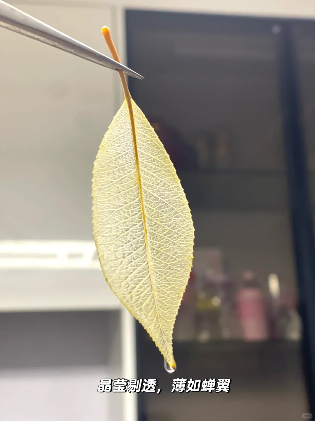 自然手工——零失败制作叶脉书签