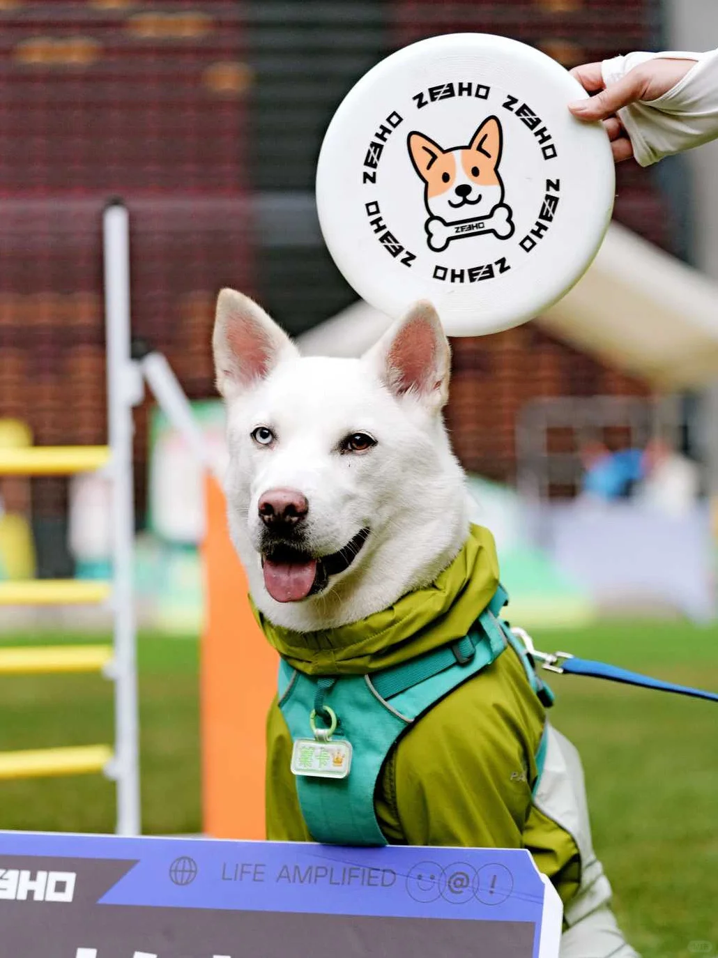 川南宠博会！泸州！太多可爱的毛孩子啦