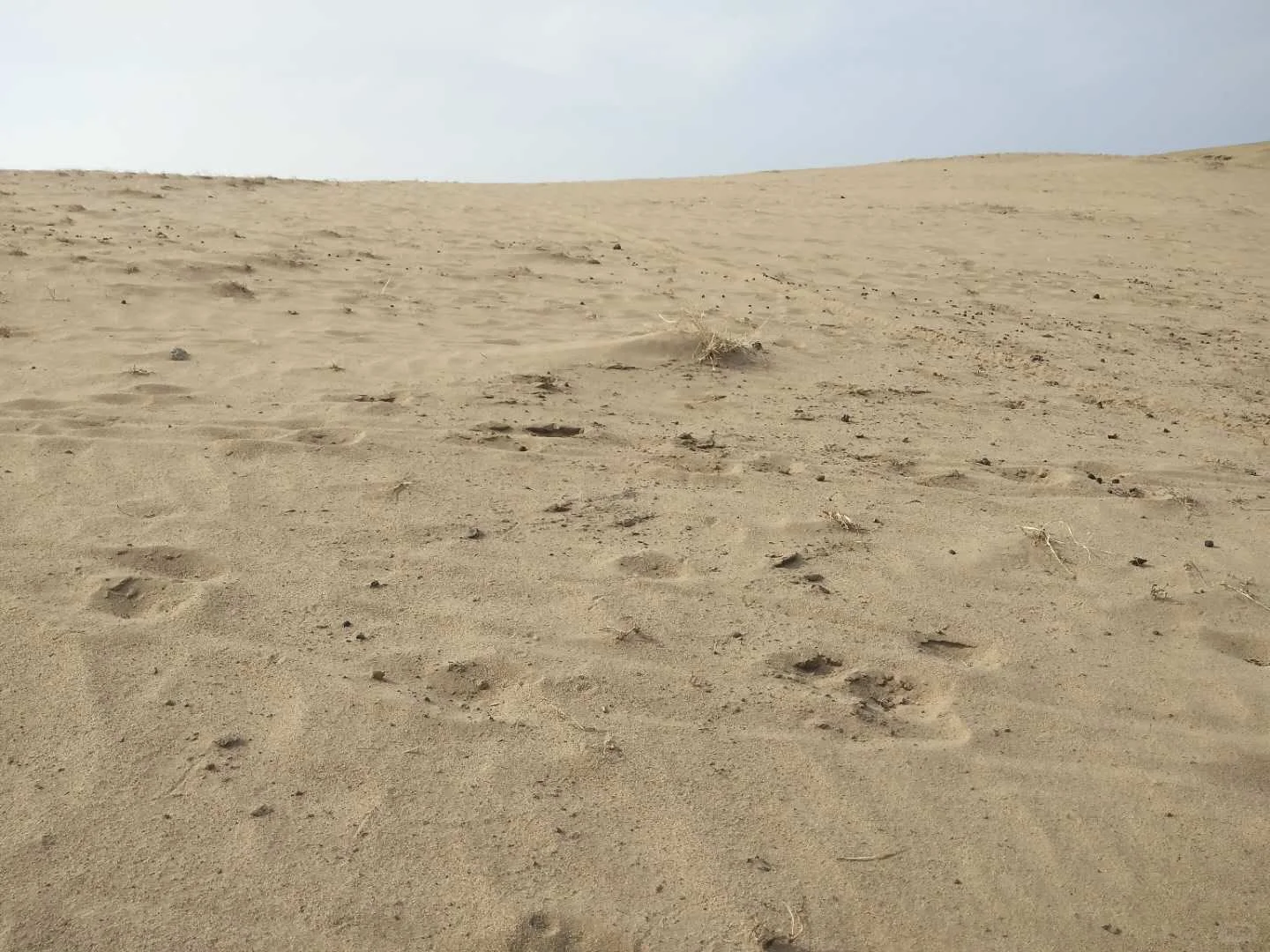 浑善达克沙地修复的秘密，你... 知道么！