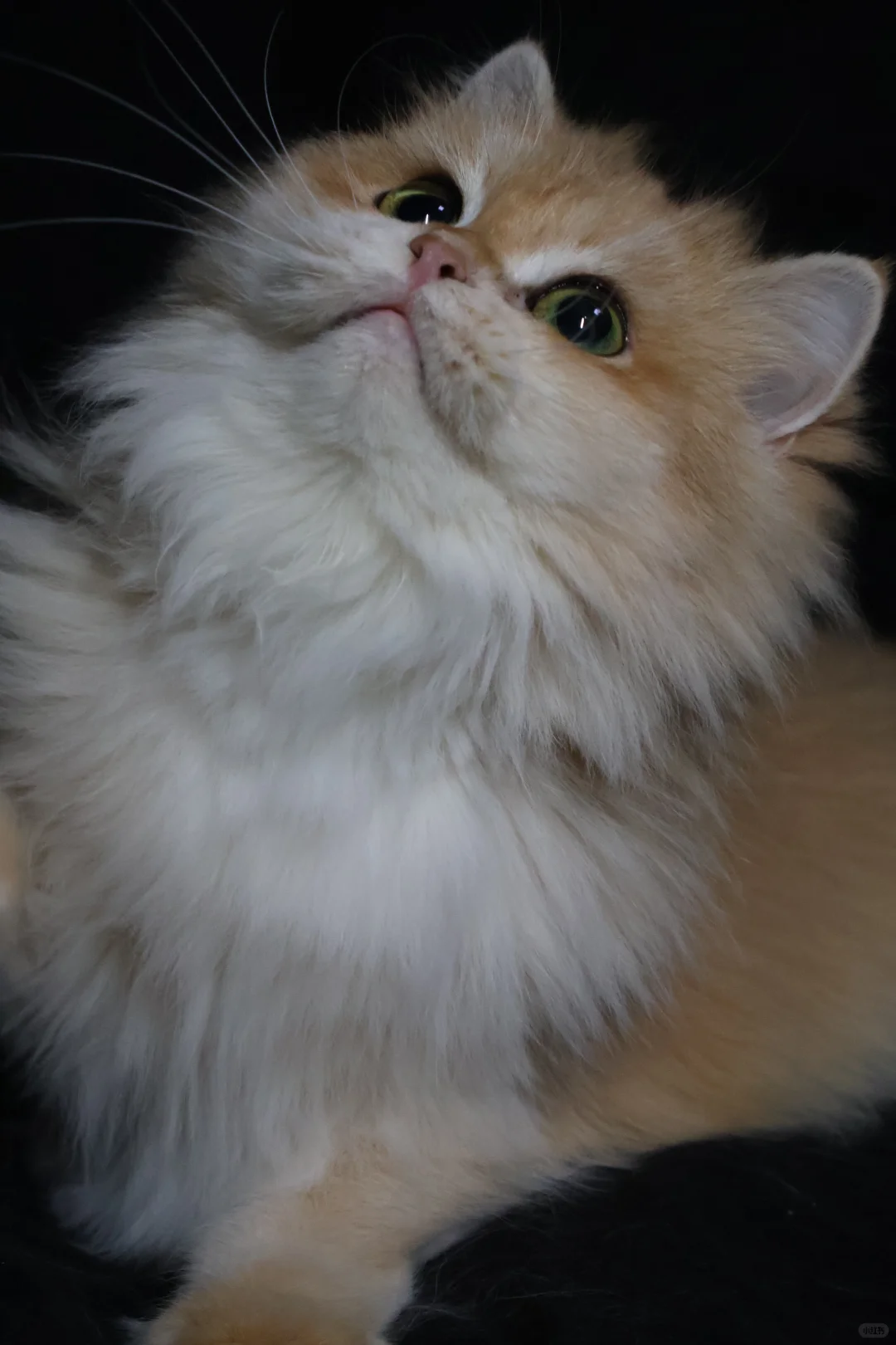 新母单麻双十二长毛金渐层