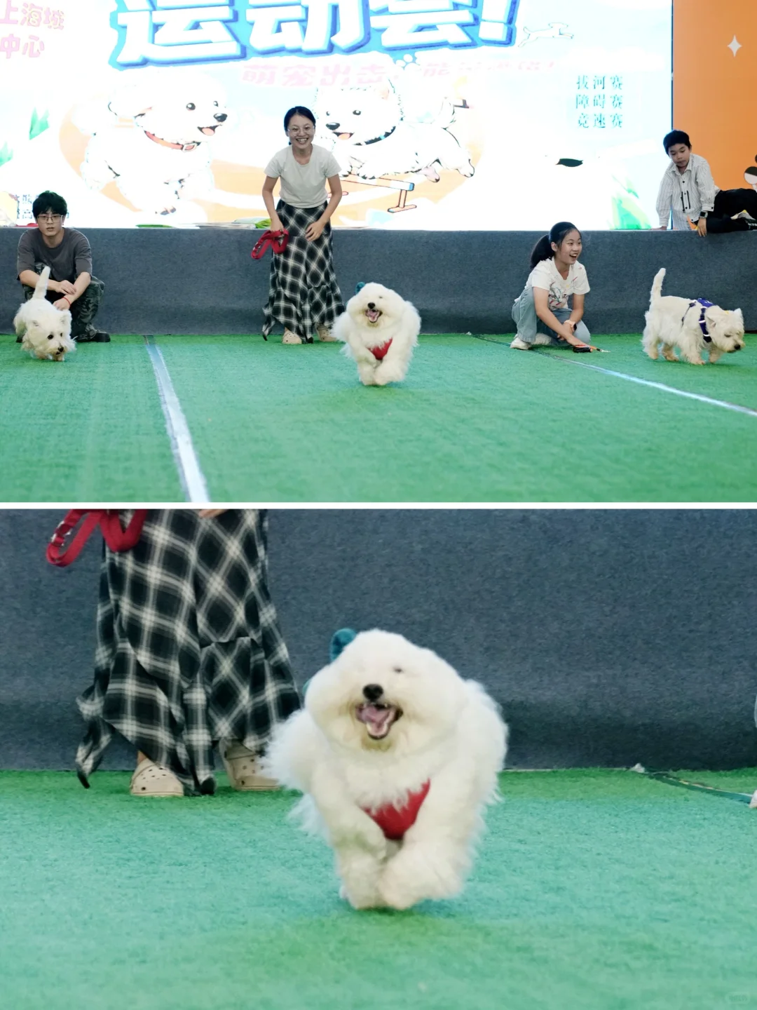 必冲！川南宠博会逛展注意事项