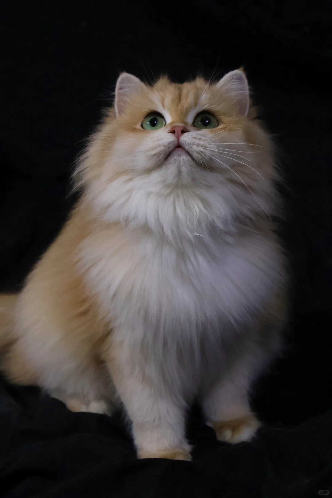 新母单麻双十二长毛金渐层