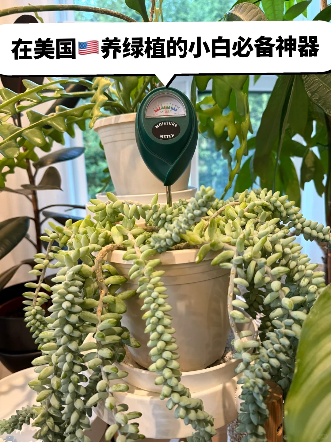 西雅图生活/绿植小白进阶路上的必备神器