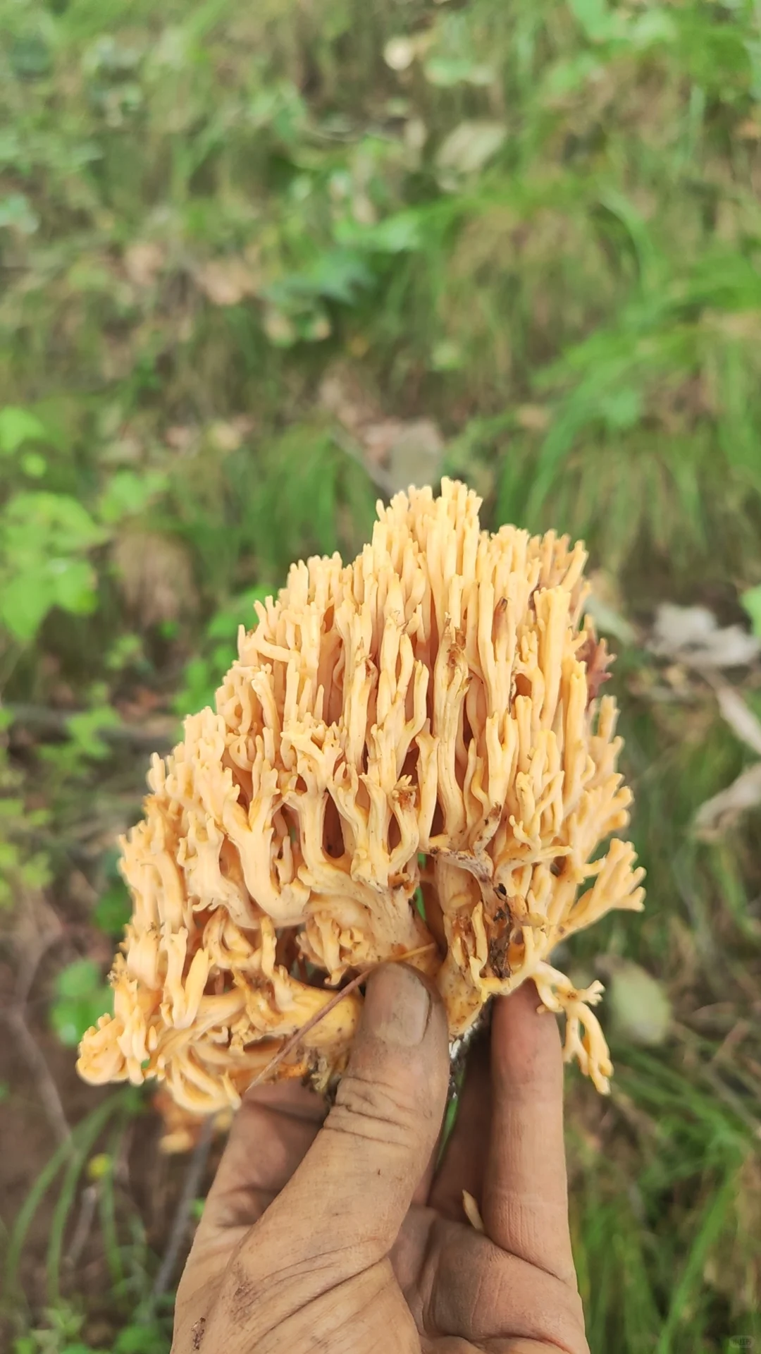 今日又解锁一种蘑菇-变色丝膜菌