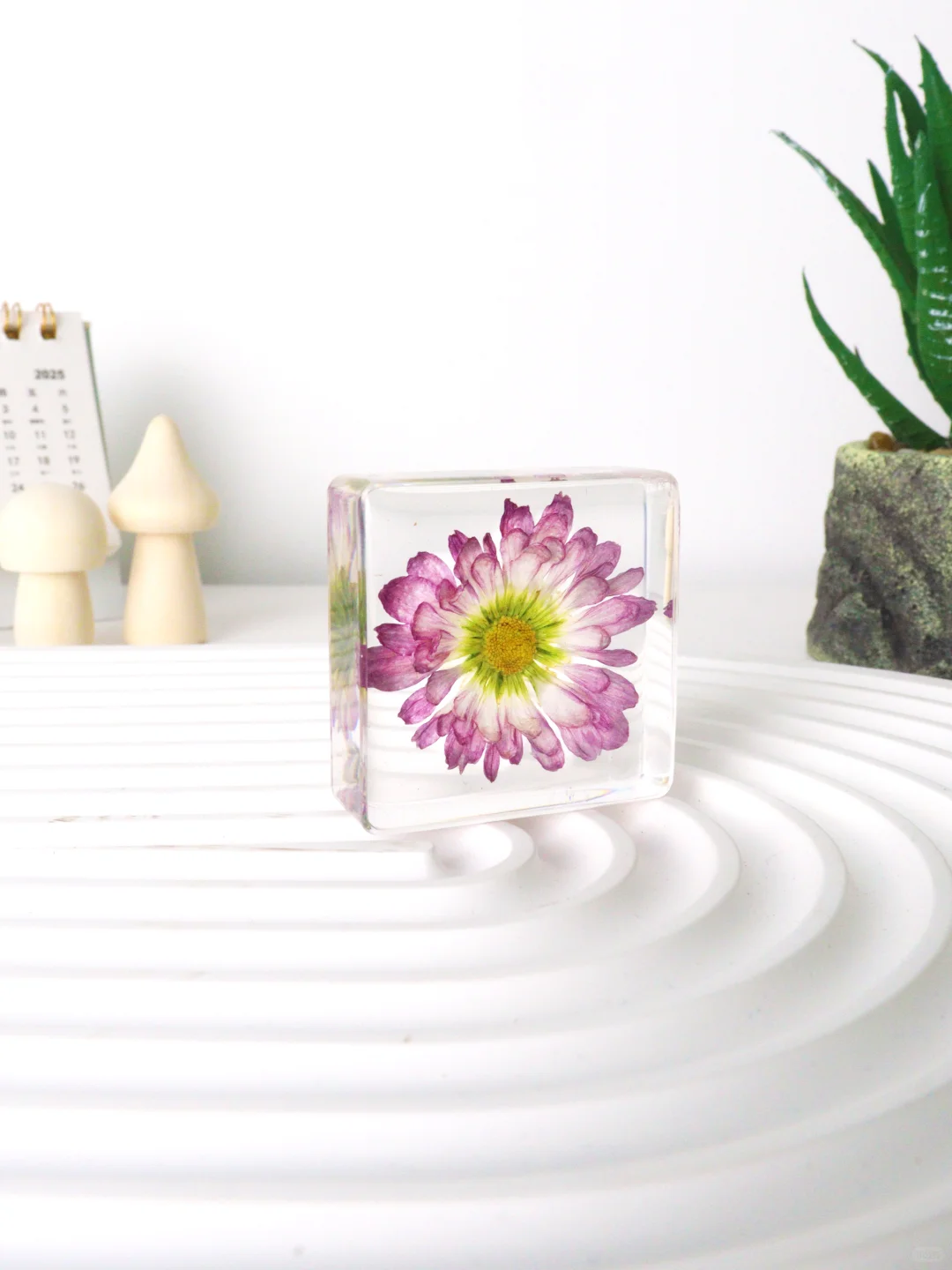 成果验收！不用浇水的好看花花～