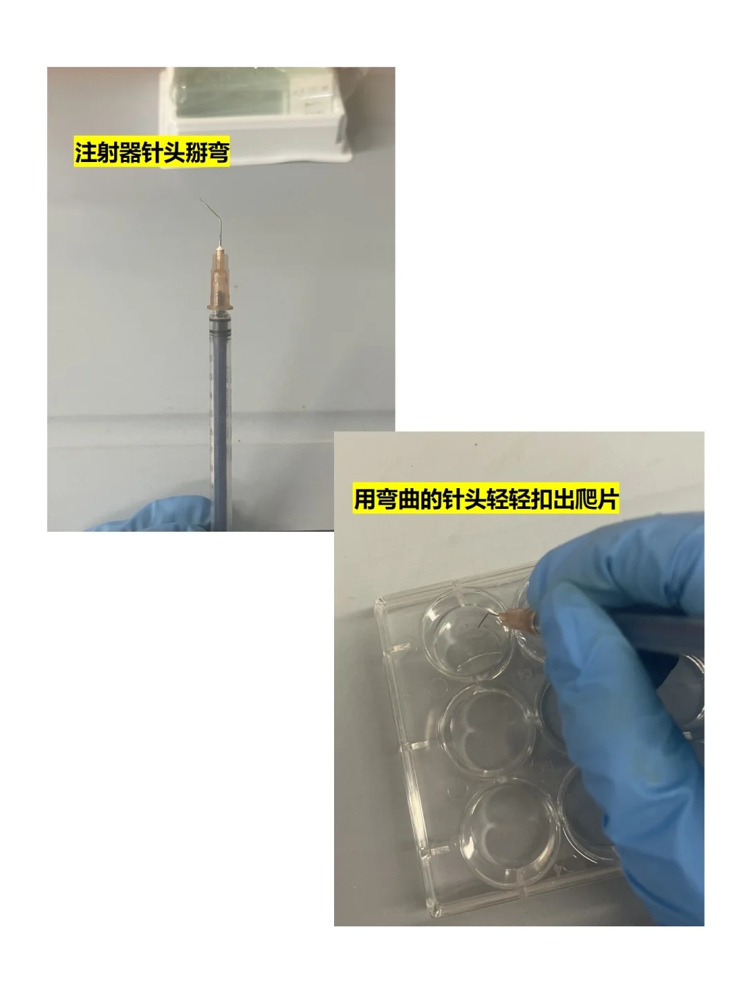 保姆级免疫荧光实验protocol~