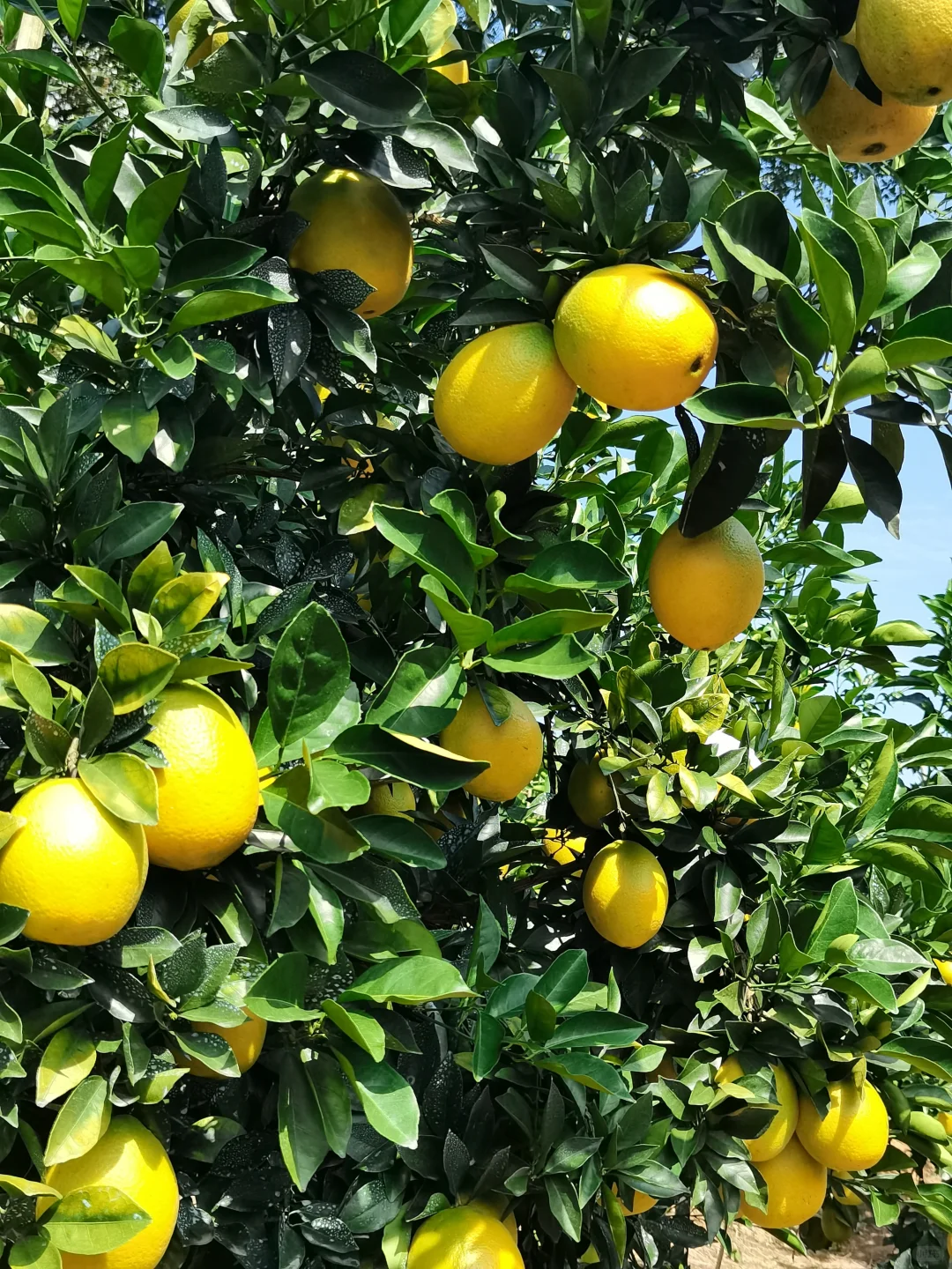 爸说别看它黄了，稀土山橙口感还差火候