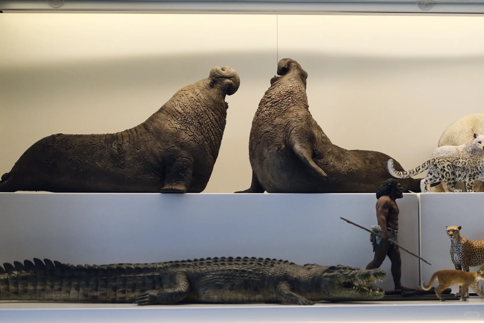 1:15动物模型一些收藏