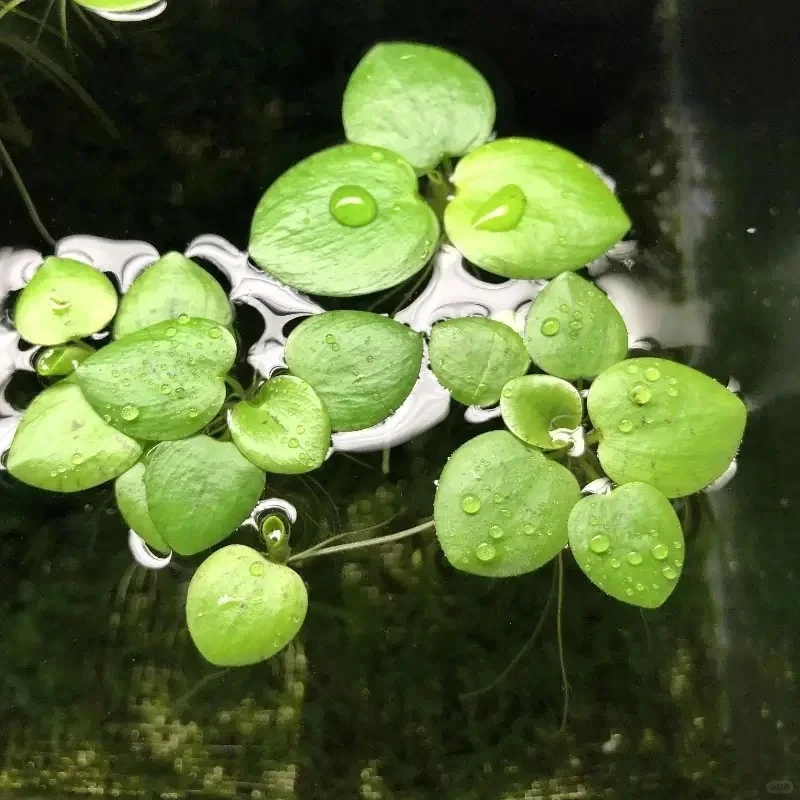 没有过滤器的鱼池也变清澈了，分享方法?
