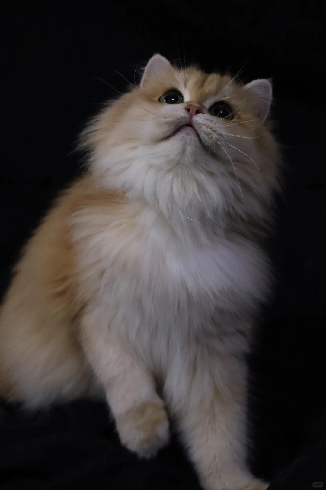 新母单麻双十二长毛金渐层