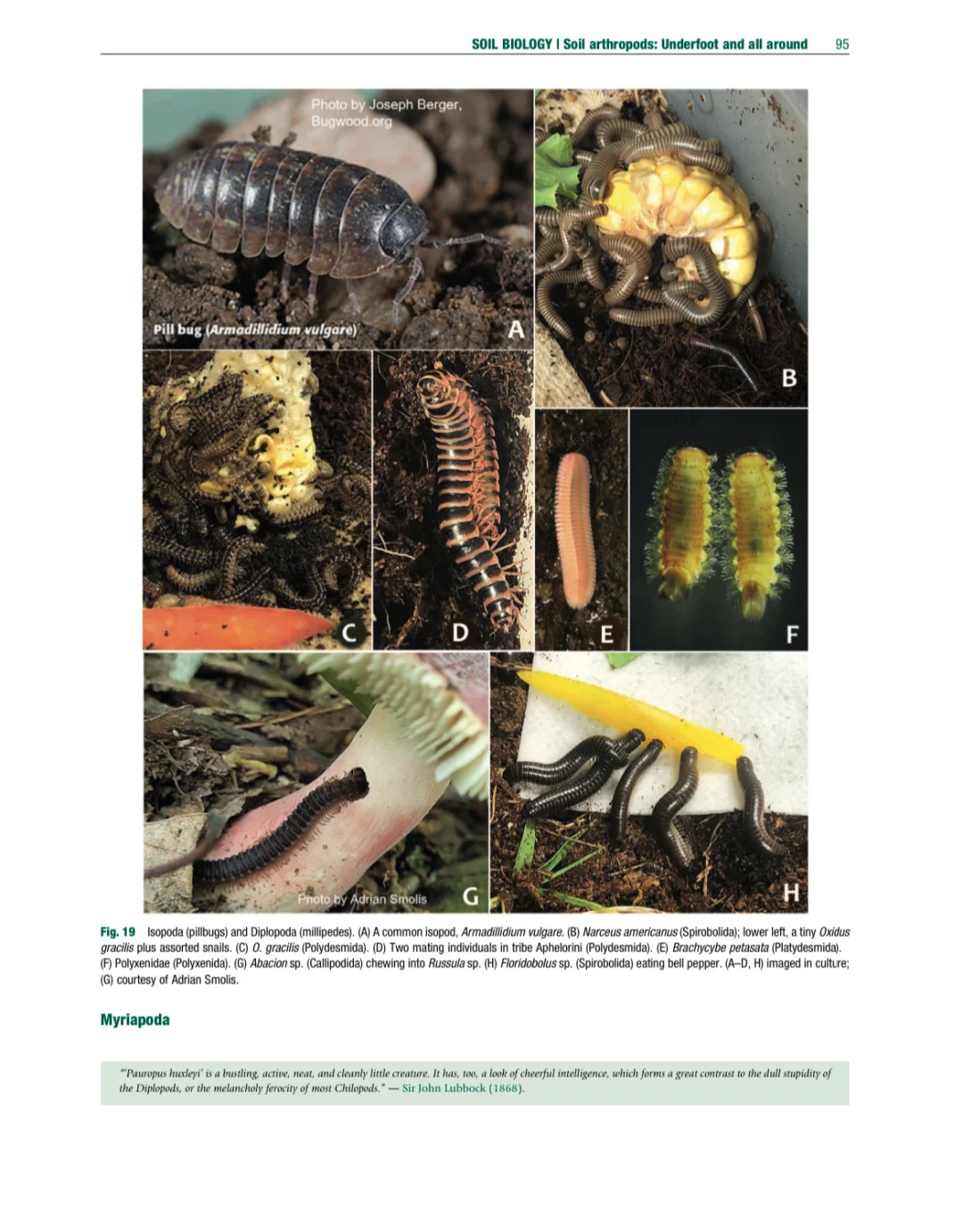 环境土壤学百科全书 第二版