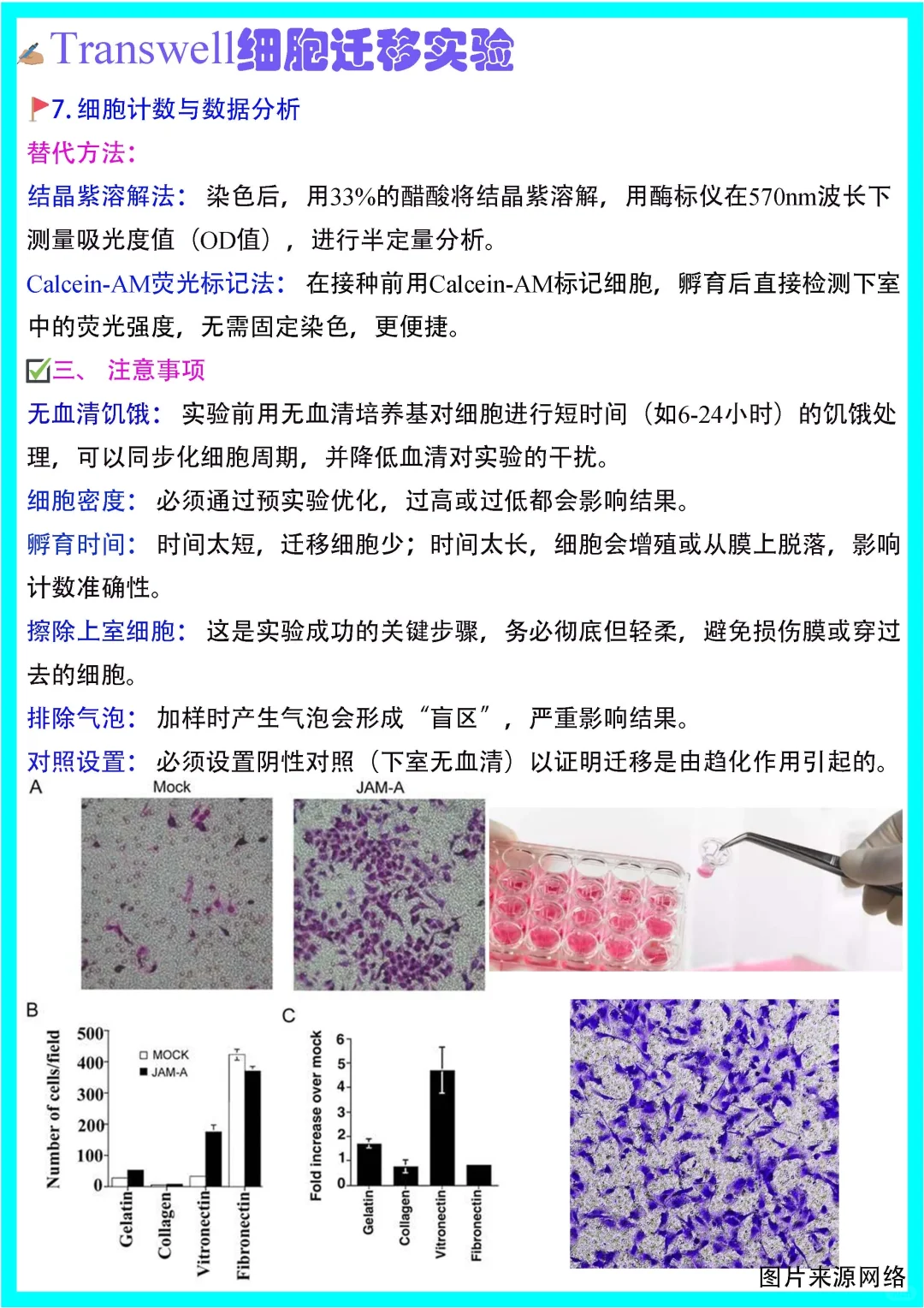 木南笔记?｜Transwell细胞迁移实验