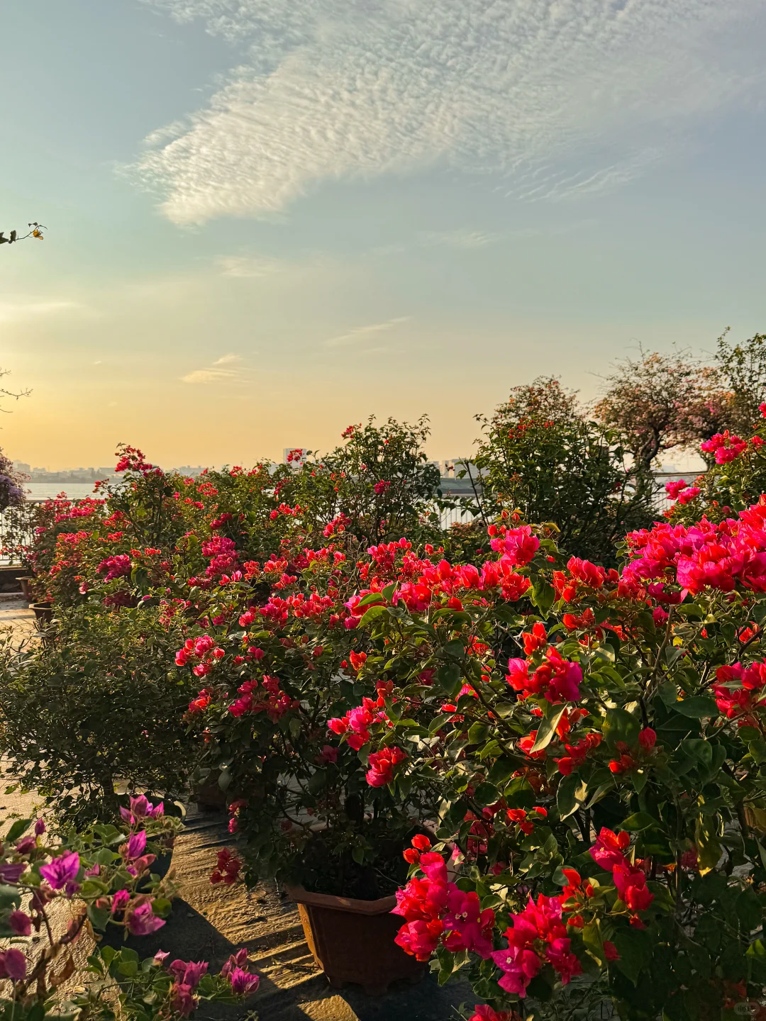 秋日氛围感天花板?西江花洲拍照+蝴蝶兰展