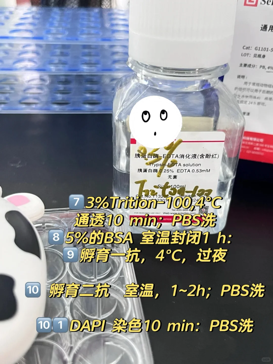 细胞免疫荧光实验 protocol详解‼️