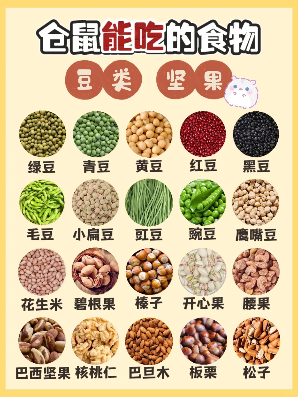 ?仓鼠能吃哪些食物？