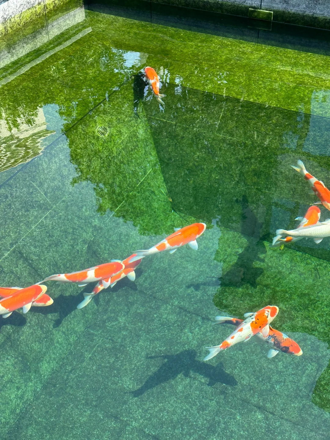 鱼池水质不好，用氧化菌修复，观察水色变化！