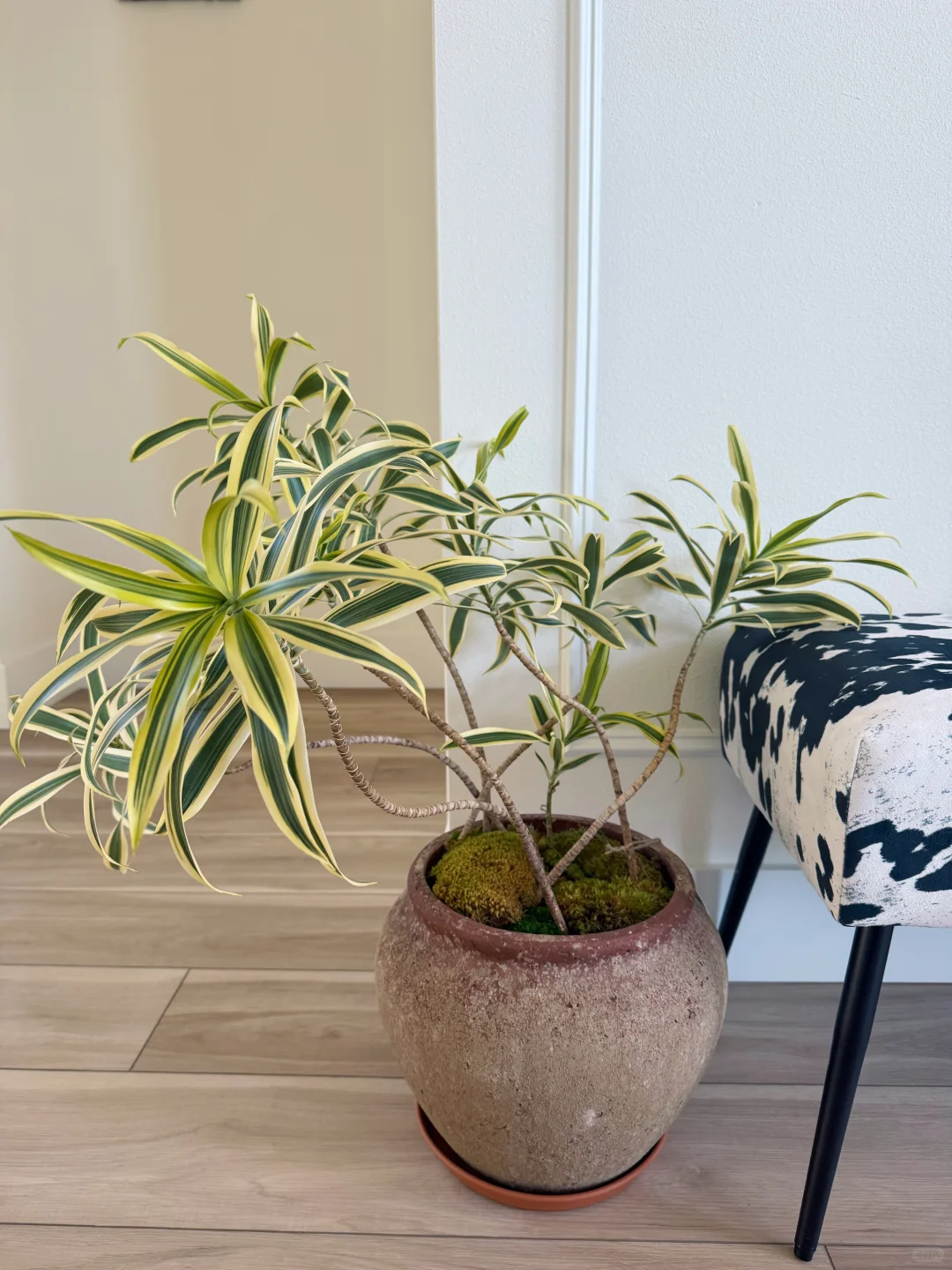 西雅图生活/绿植小白进阶路上的必备神器