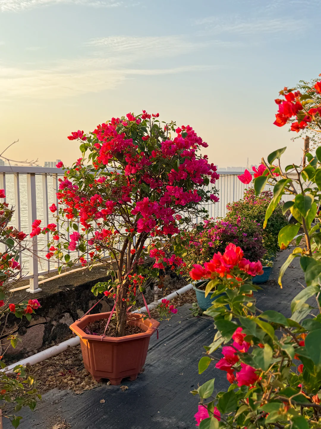 秋日氛围感天花板?西江花洲拍照+蝴蝶兰展