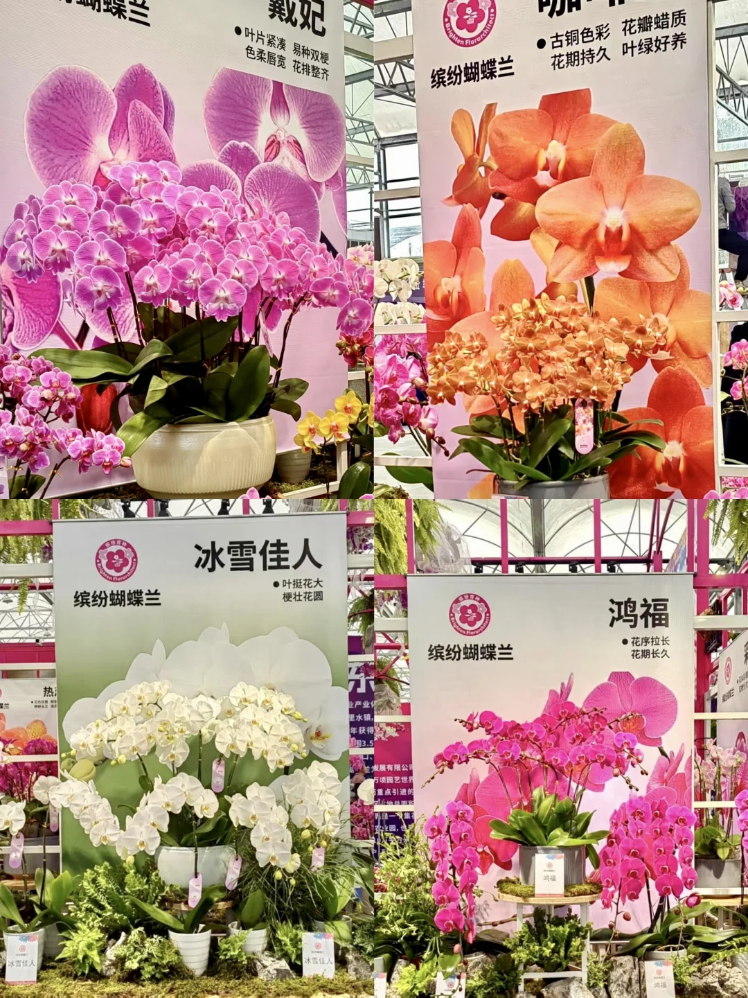 秋日氛围感天花板?西江花洲拍照+蝴蝶兰展