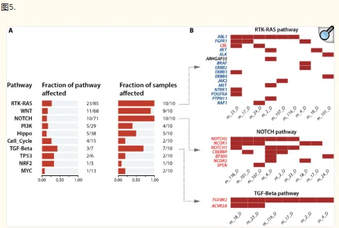Var∣Decrypt：探索全外显子组变异及优先级