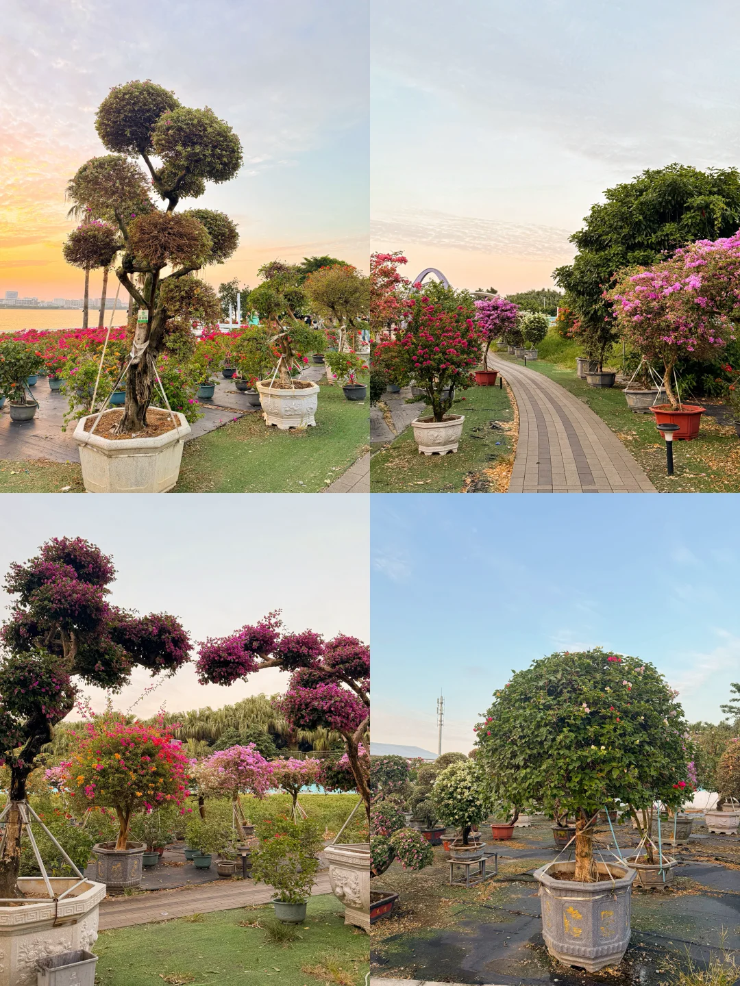 秋日氛围感天花板?西江花洲拍照+蝴蝶兰展