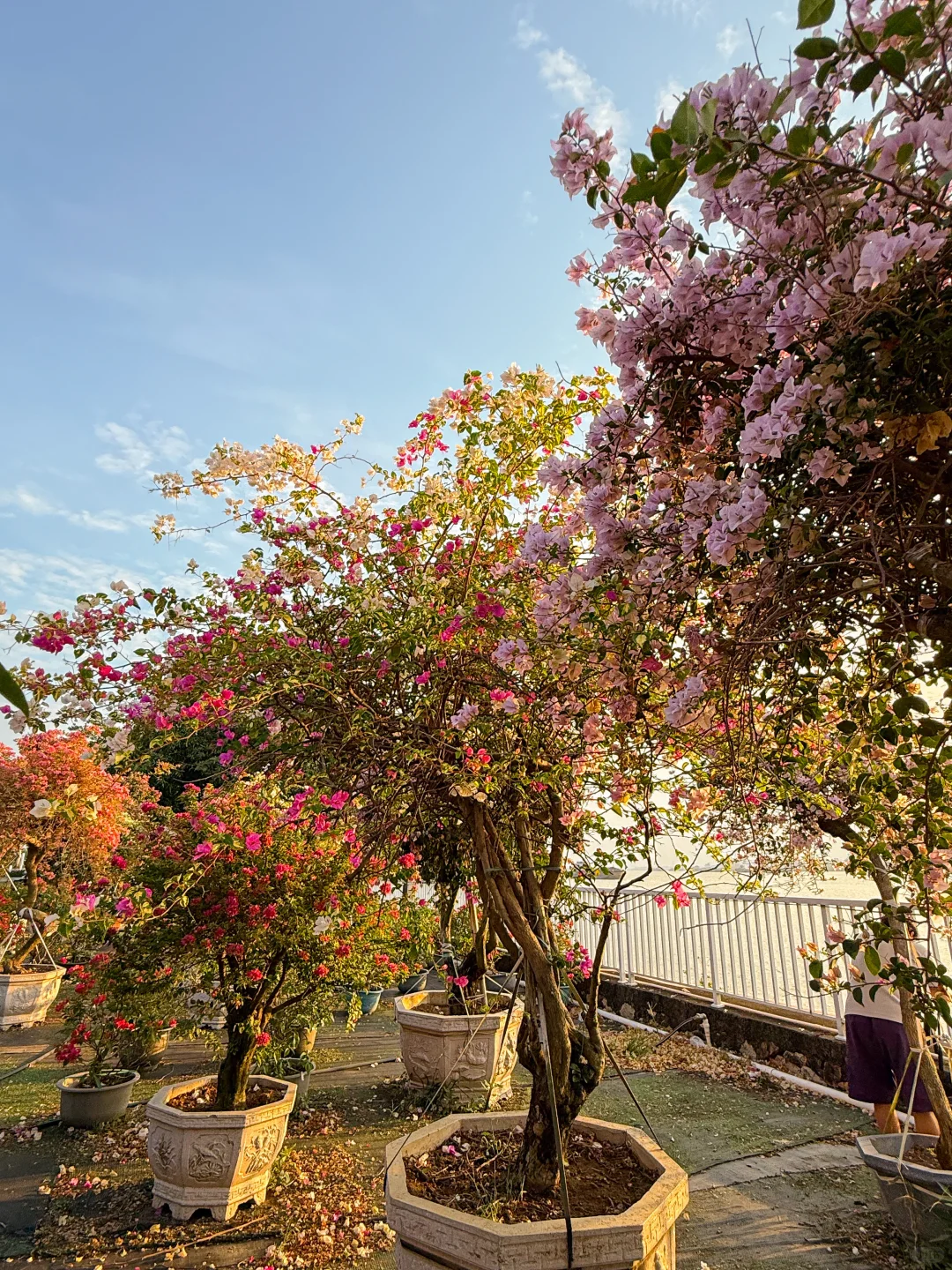 秋日氛围感天花板?西江花洲拍照+蝴蝶兰展