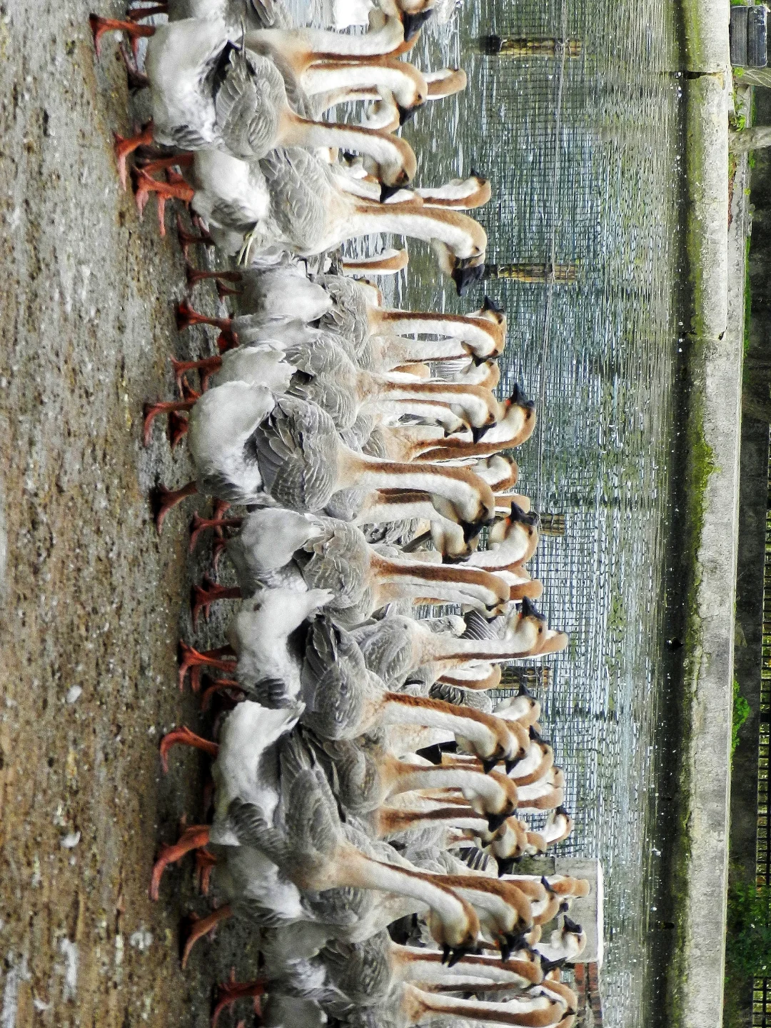 潜入澄海狮头鹅养殖场!