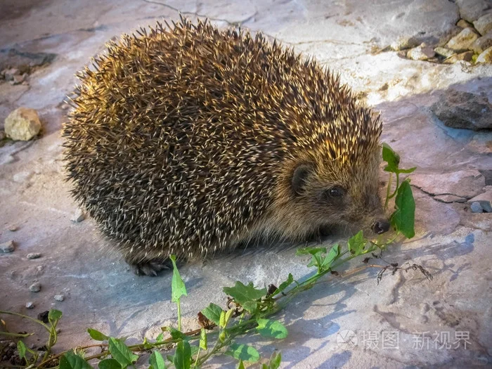 大刺猬活的 刺猬养殖购买 刺猬作用效果