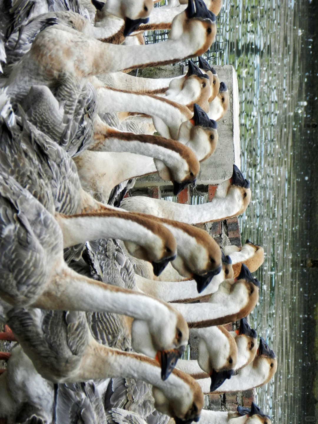 潜入澄海狮头鹅养殖场!