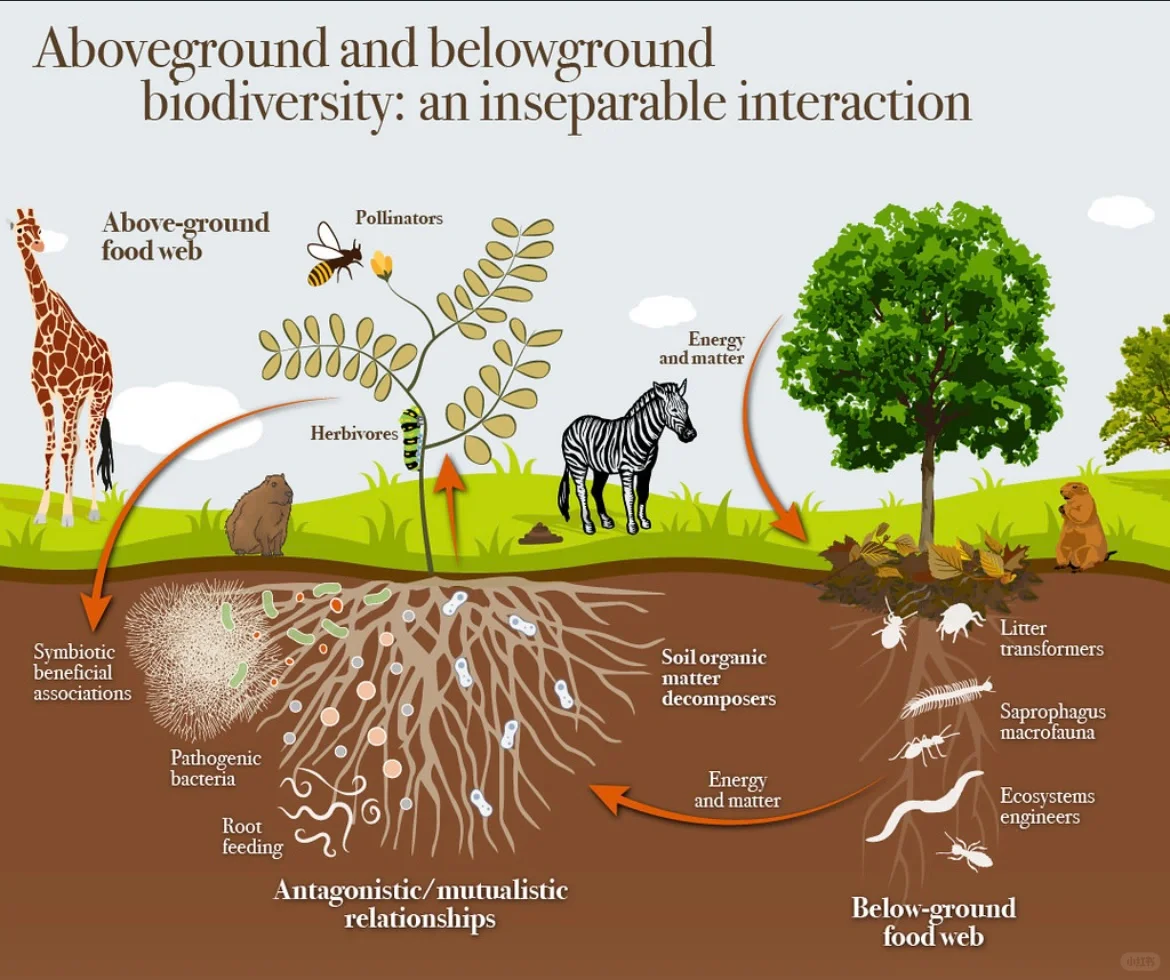 种菜改善土壤：制作微生物液