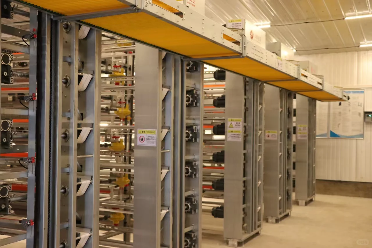 华泰金羽，打造世界一流鹌鹑养殖设备