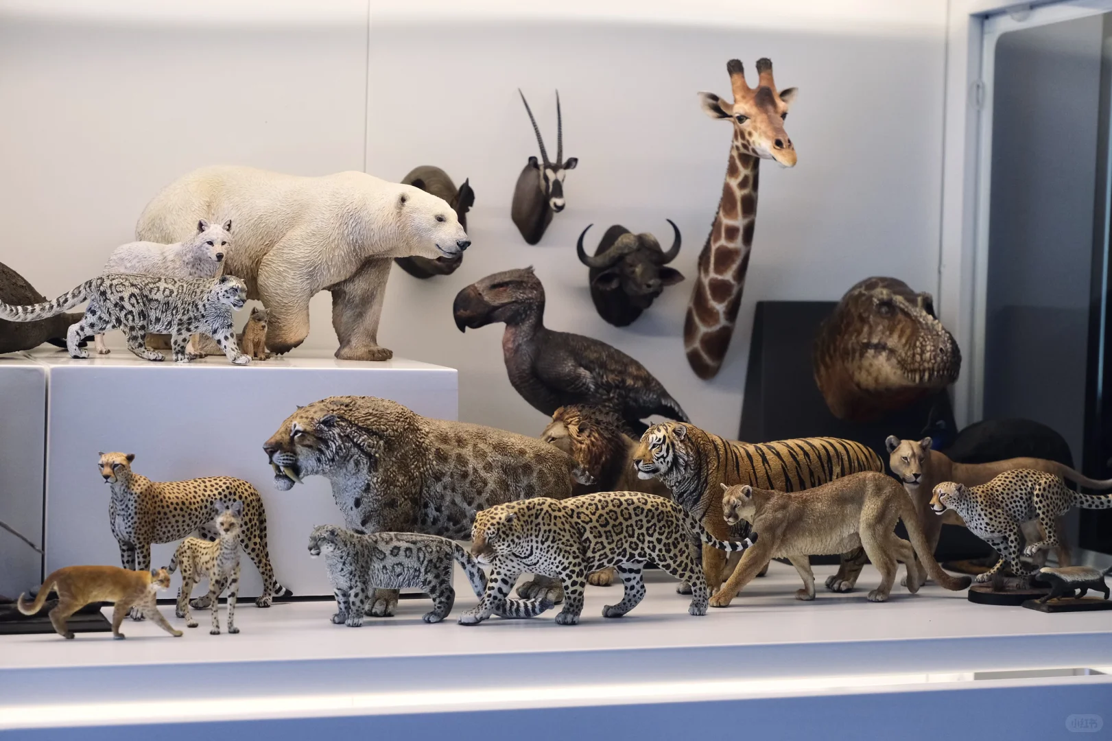 1:15动物模型一些收藏