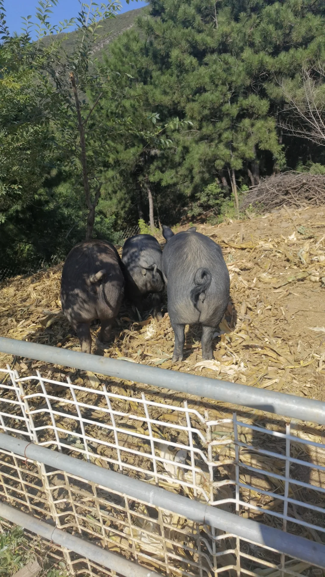 跑山黑猪肉寻合作伙伴