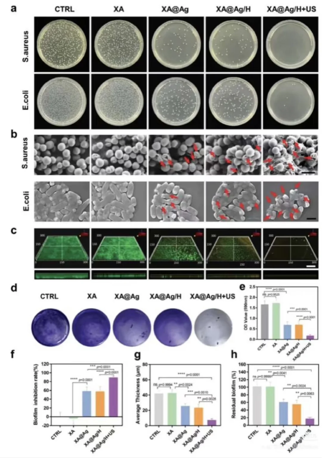 个人做抗菌实验啦???