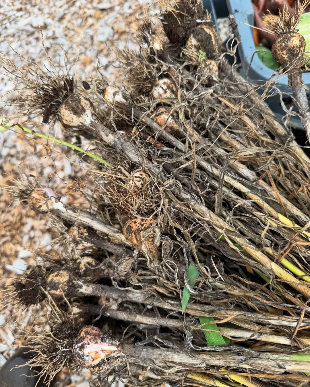 全年300➕ 蔬菜是孕妈妈宝宝辅食的选择