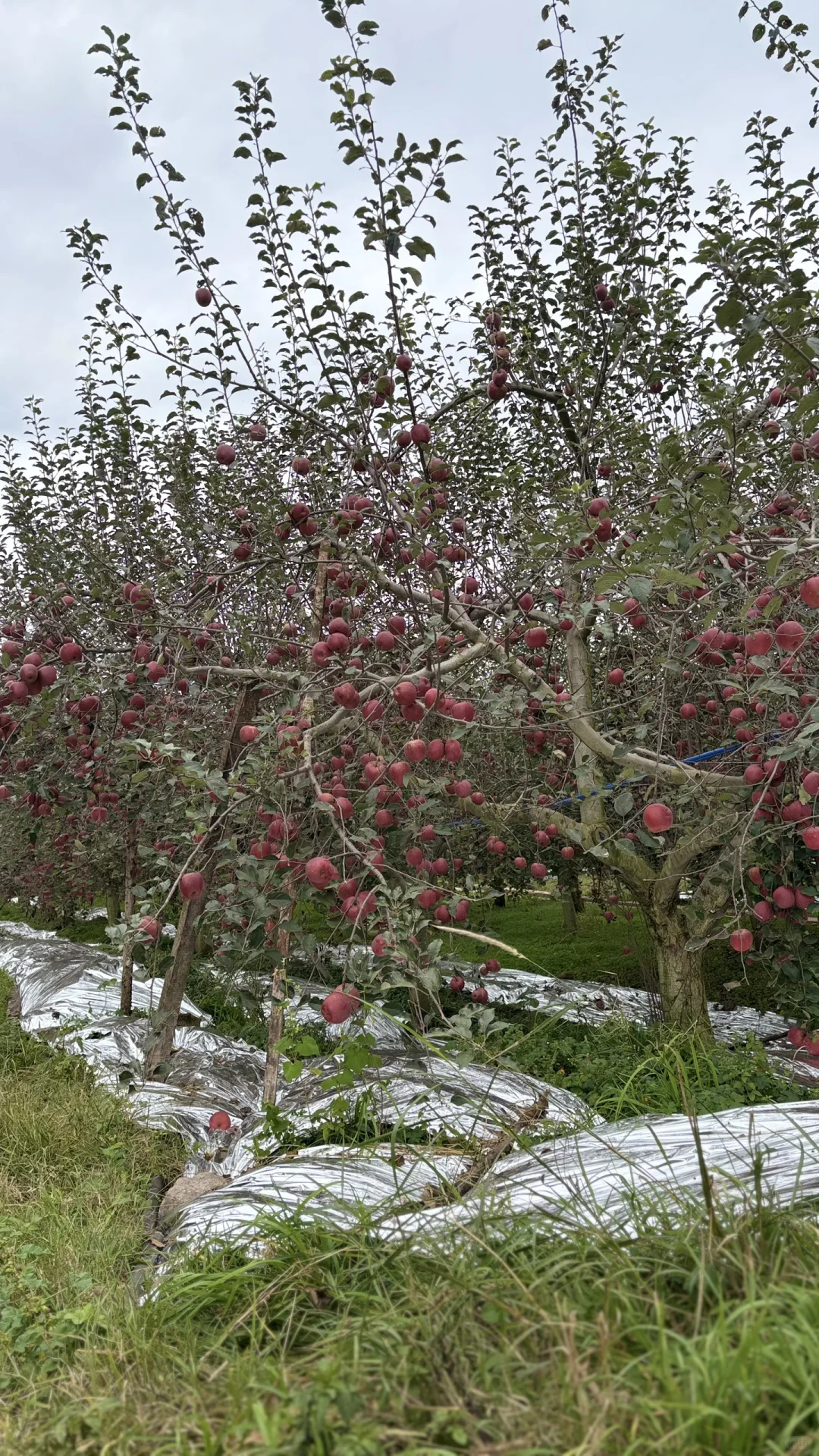 【招募令】昭通“丑苹果”溯源直播达人合作