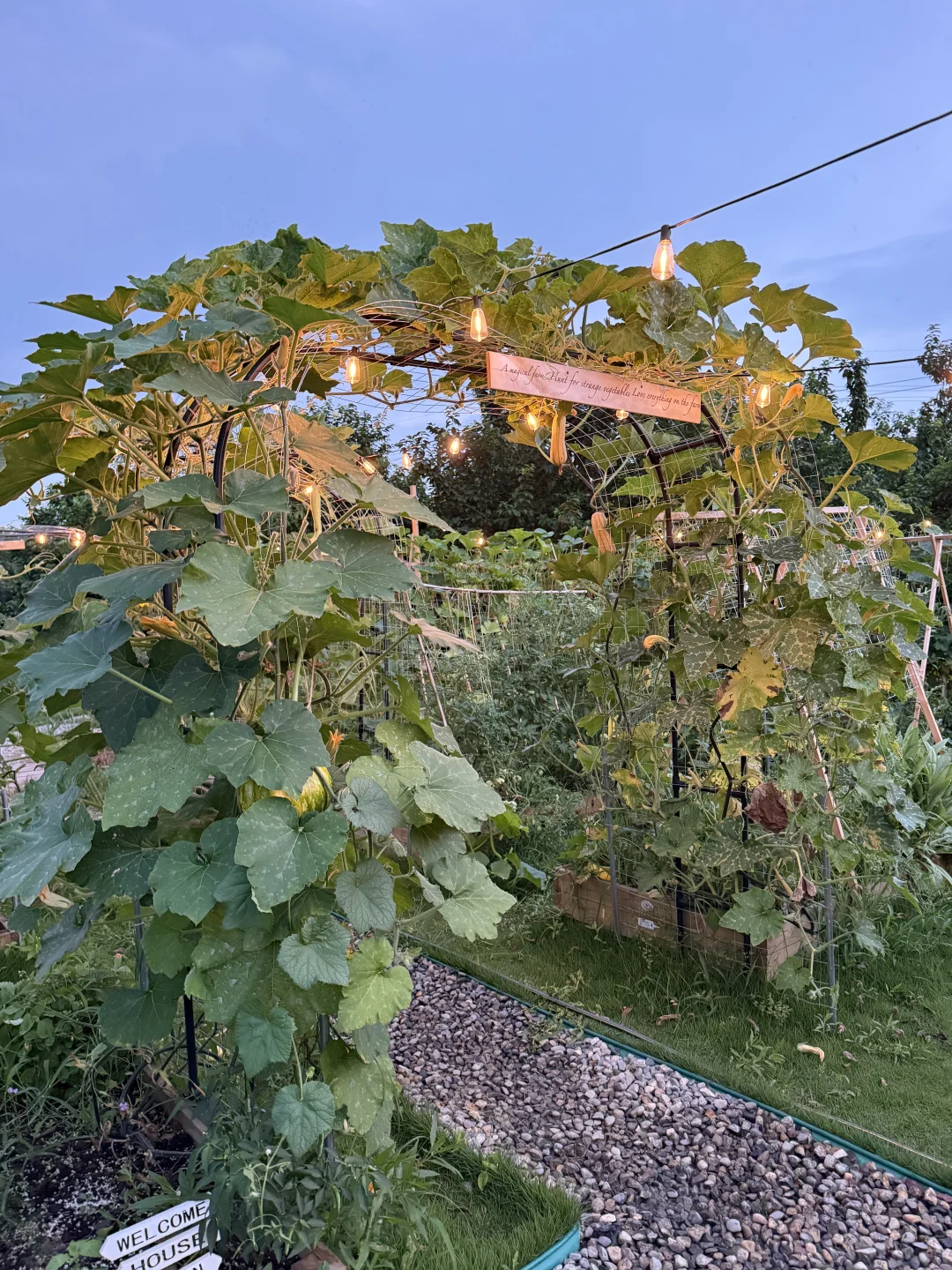 让瓜藤爬成拱门?实用又好看 省空间还遮阴