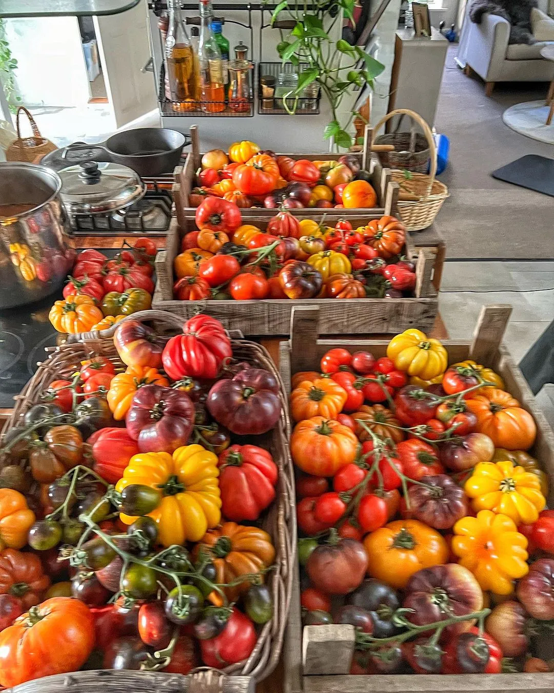 来自30多个国家300多种番茄回归了！！