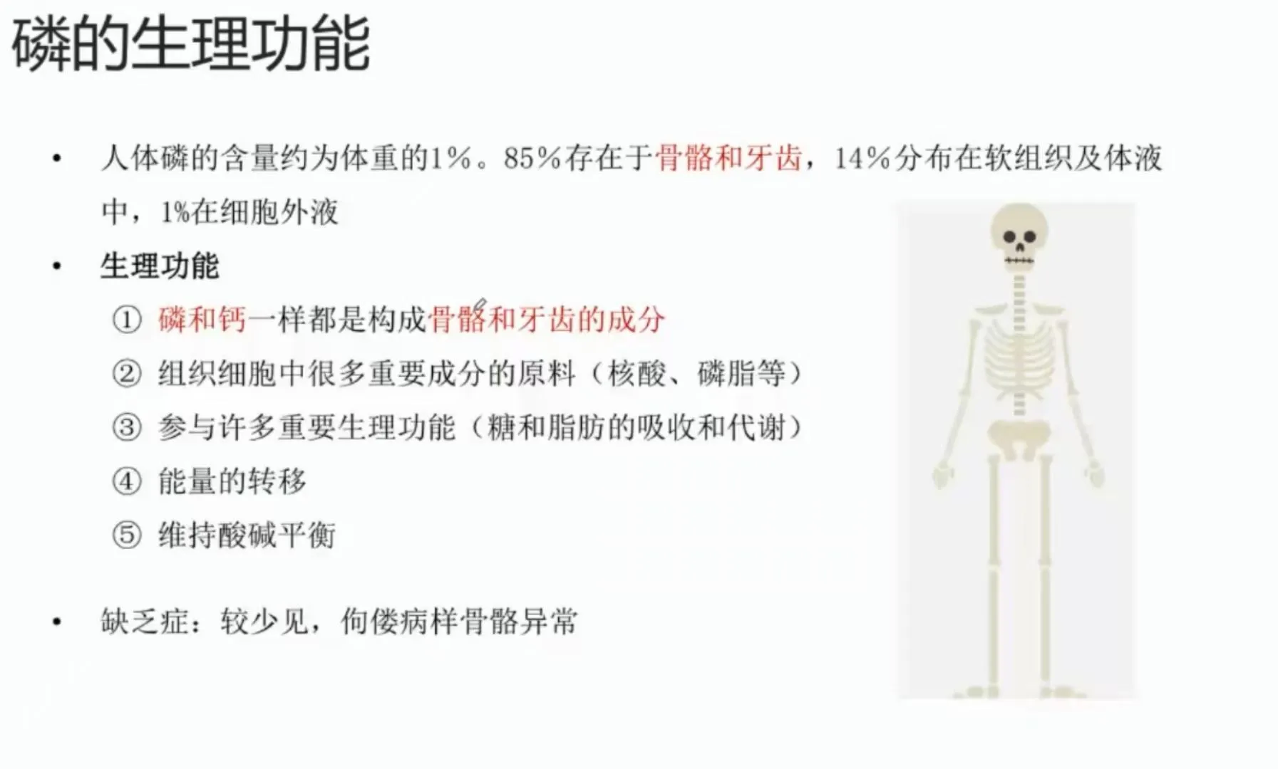 矿物质—常量元素—磷介绍