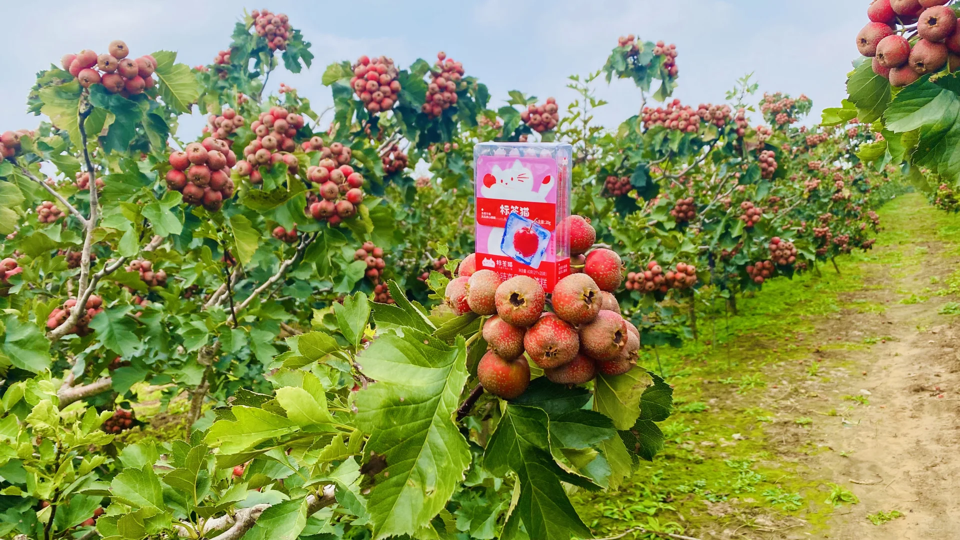 溯源：标签猫山楂园 神奇的山楂