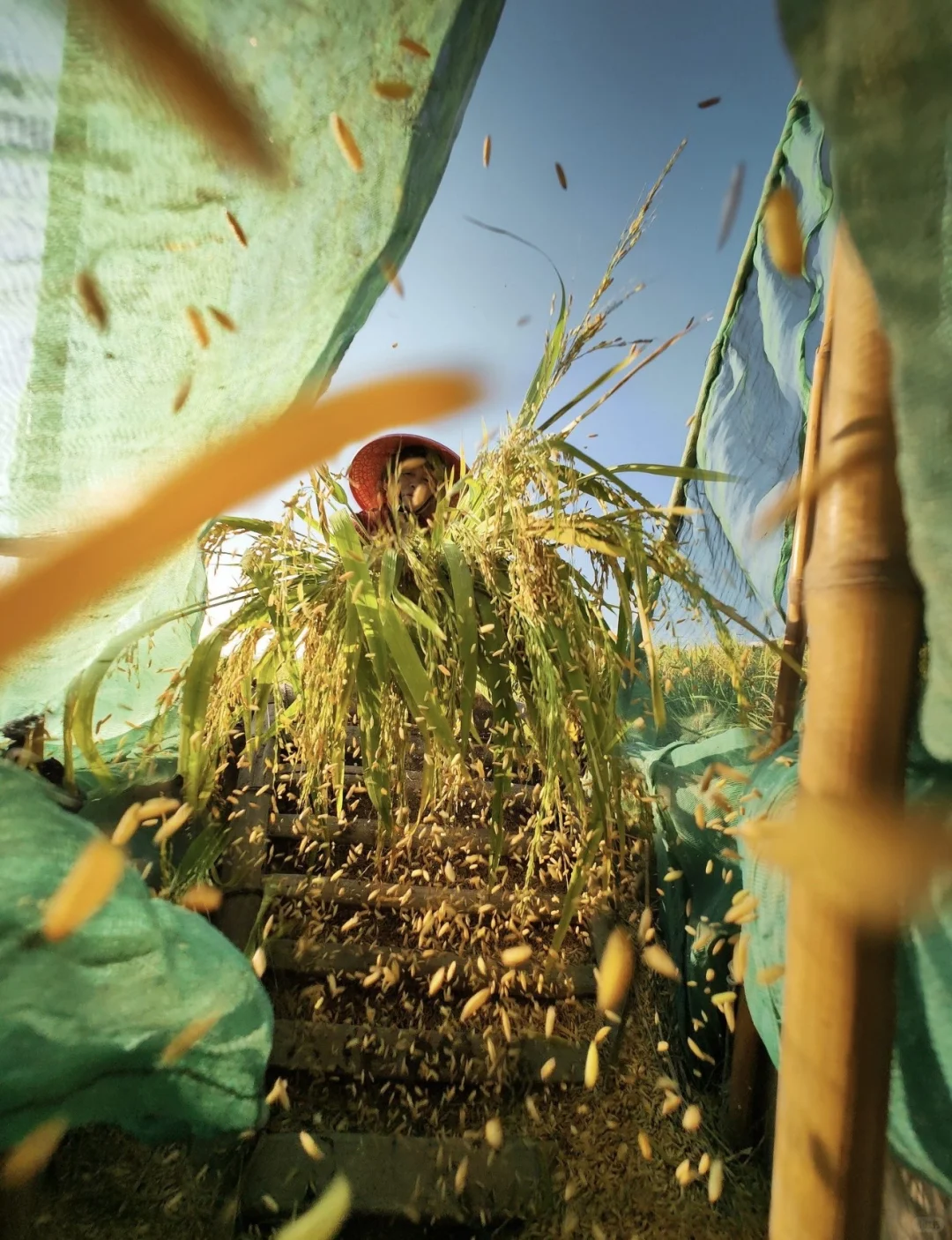 ?地球的“碳水浪漫”｜国际粮食日