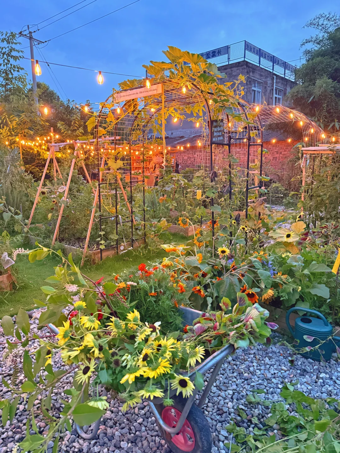 让瓜藤爬成拱门?实用又好看 省空间还遮阴