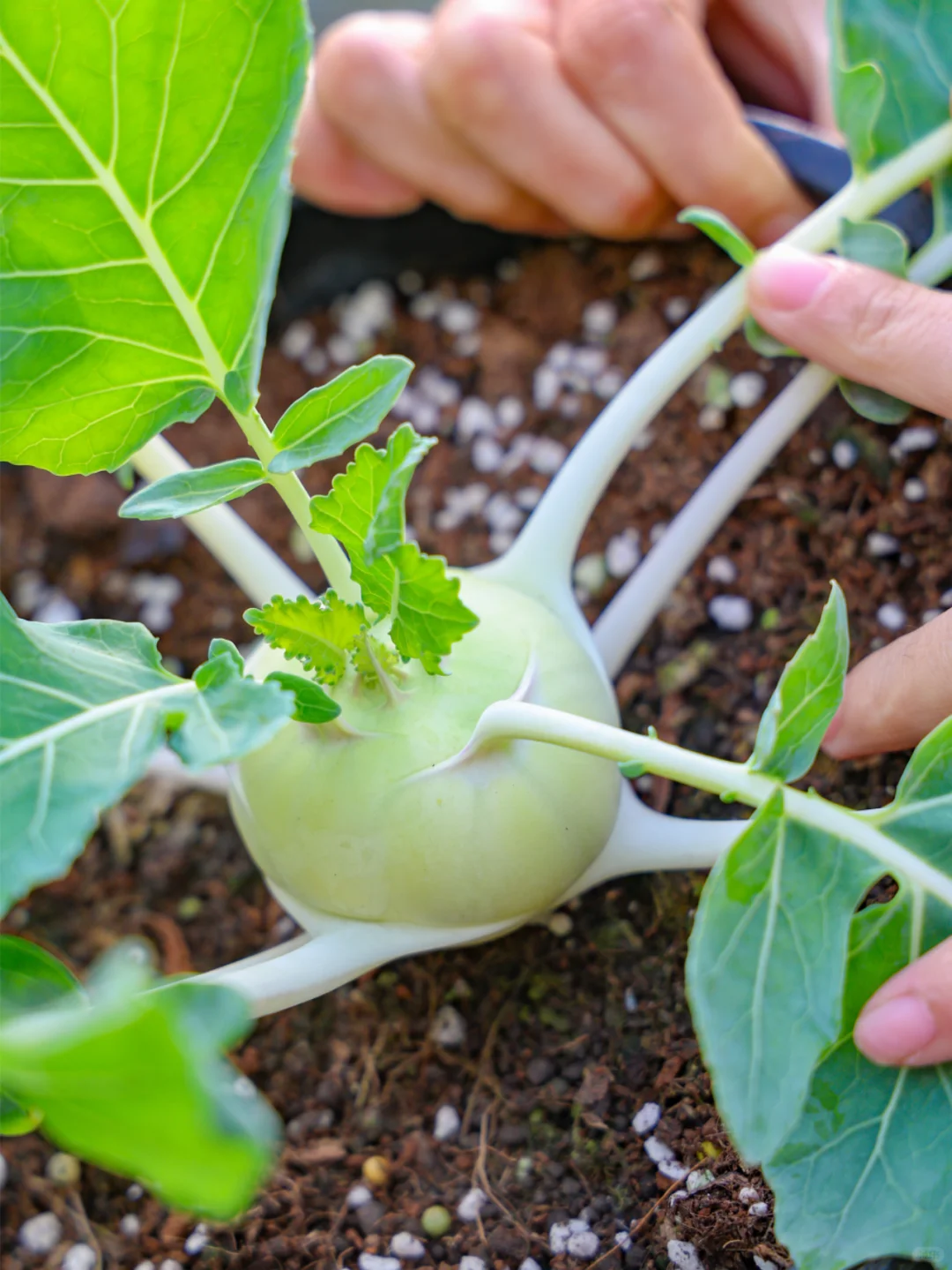 谁懂收菜的快乐啊？